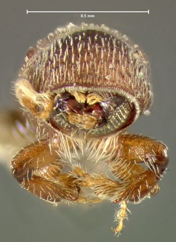 Media type: image;   Entomology 1297 Aspect: head frontal view